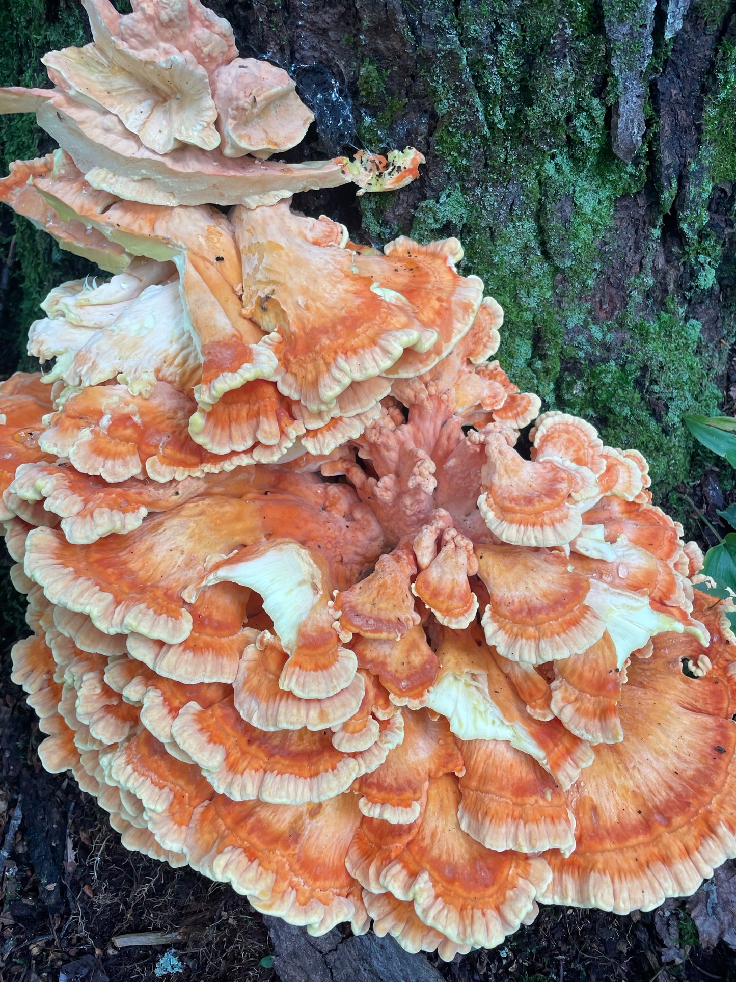 Chicken of the Woods Greeting Card