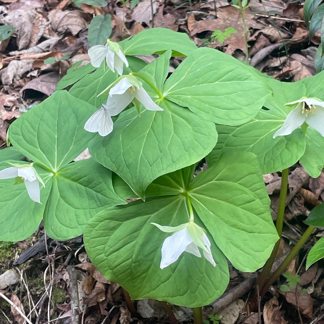 Radiant Trilliums Greeting Card