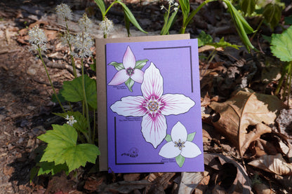 Radiant Trilliums Greeting Card