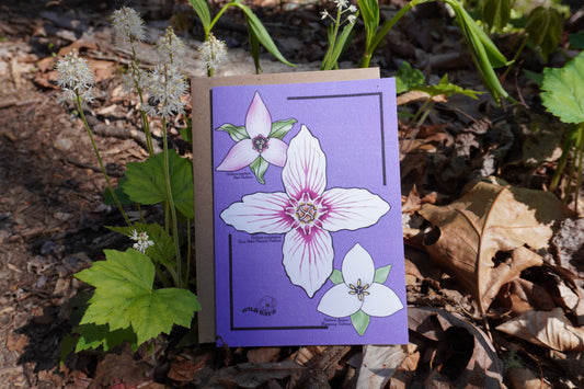 Radiant Trilliums Greeting Card