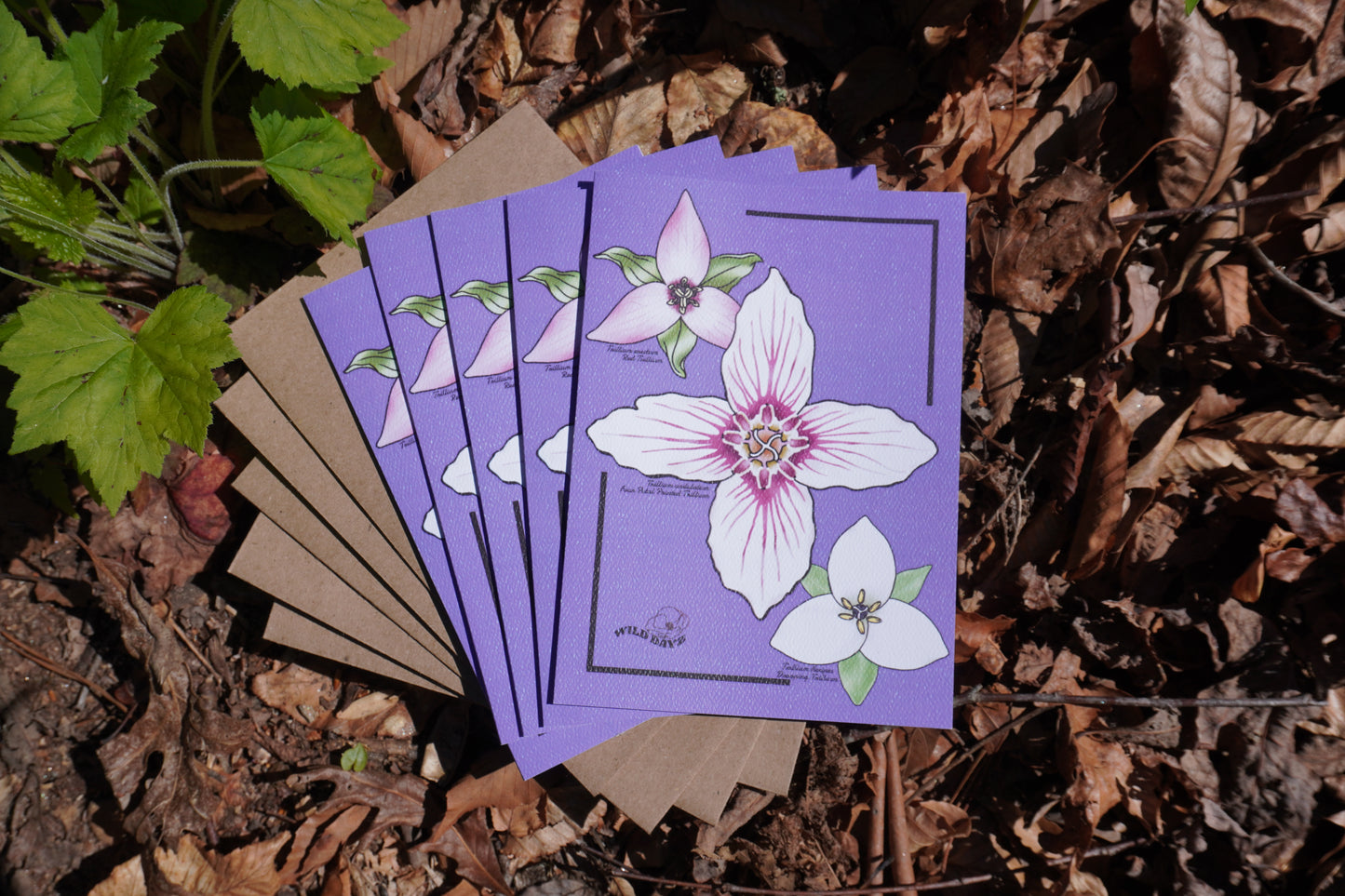 Radiant Trilliums Greeting Card