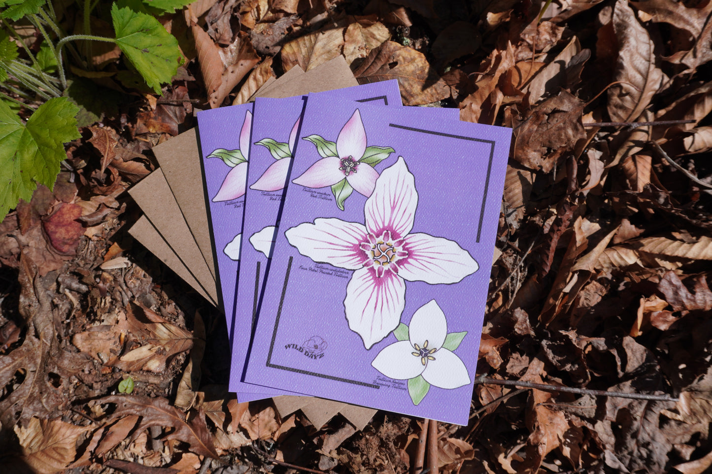 Radiant Trilliums Greeting Card