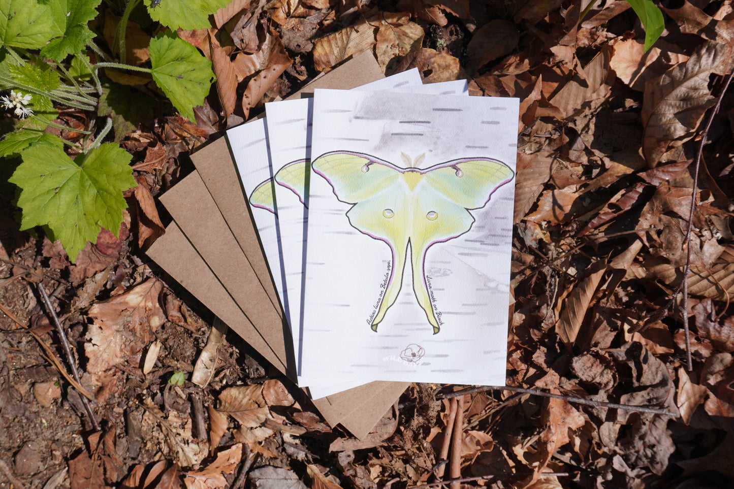 Luna Moth Greeting Card