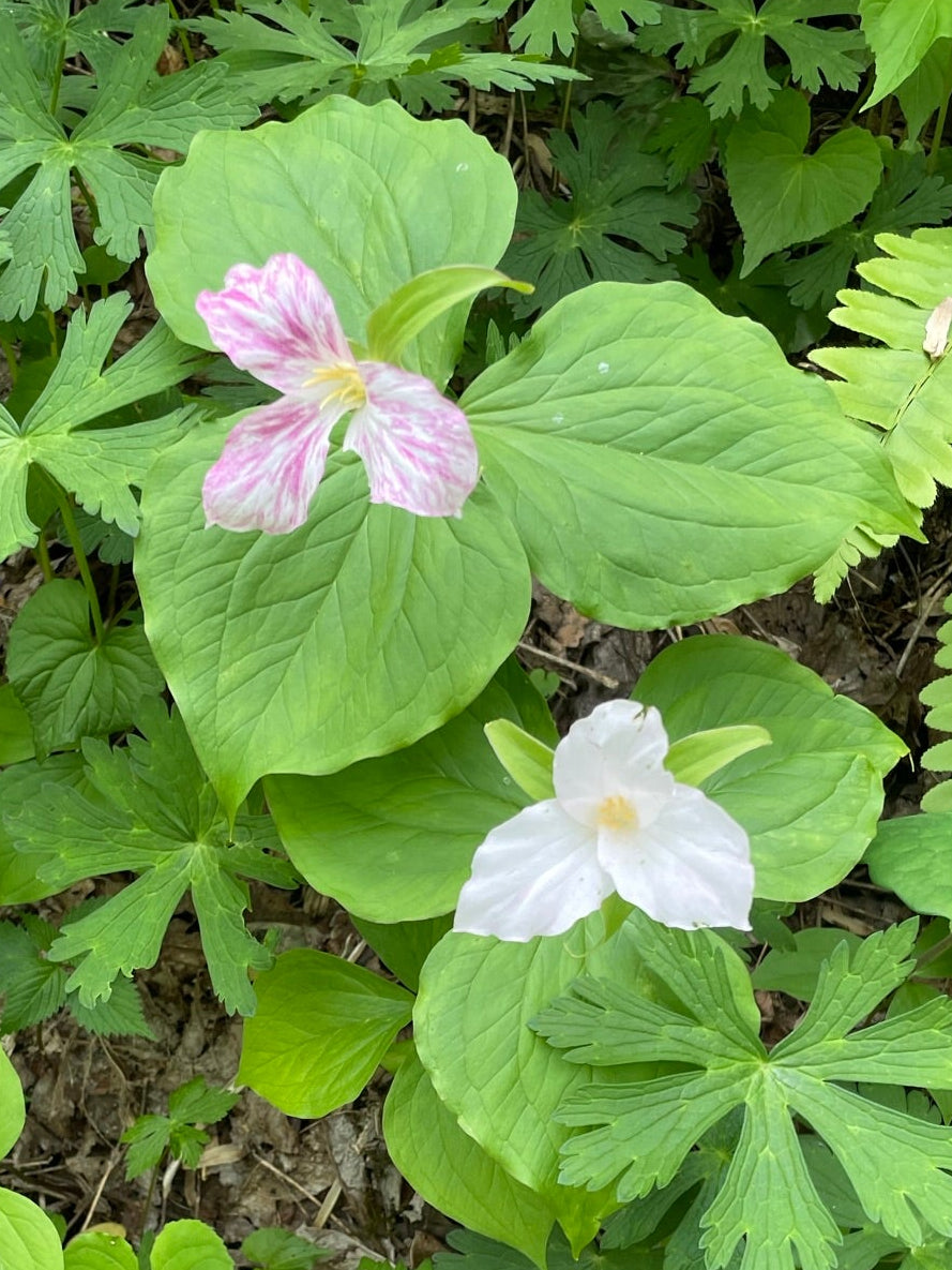 Great White Trillium Wooden Earrings in Large