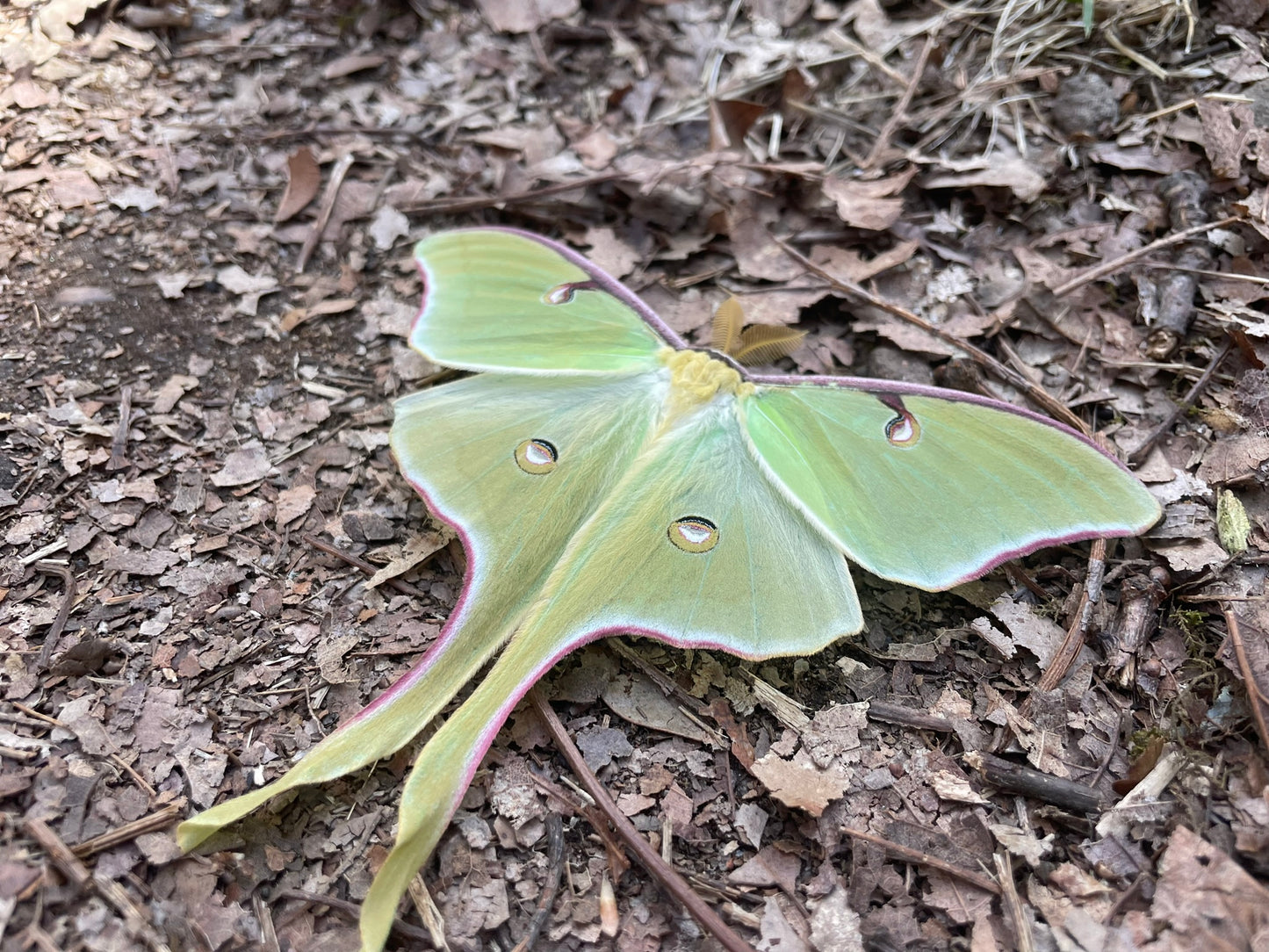 Luna Moth Wooden Earrings
