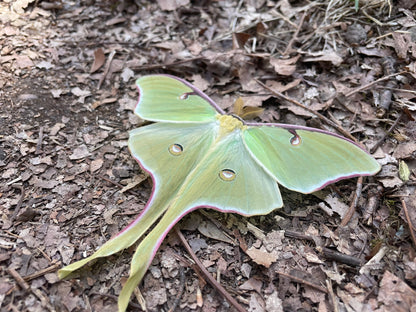 Luna Moth Wooden Earrings