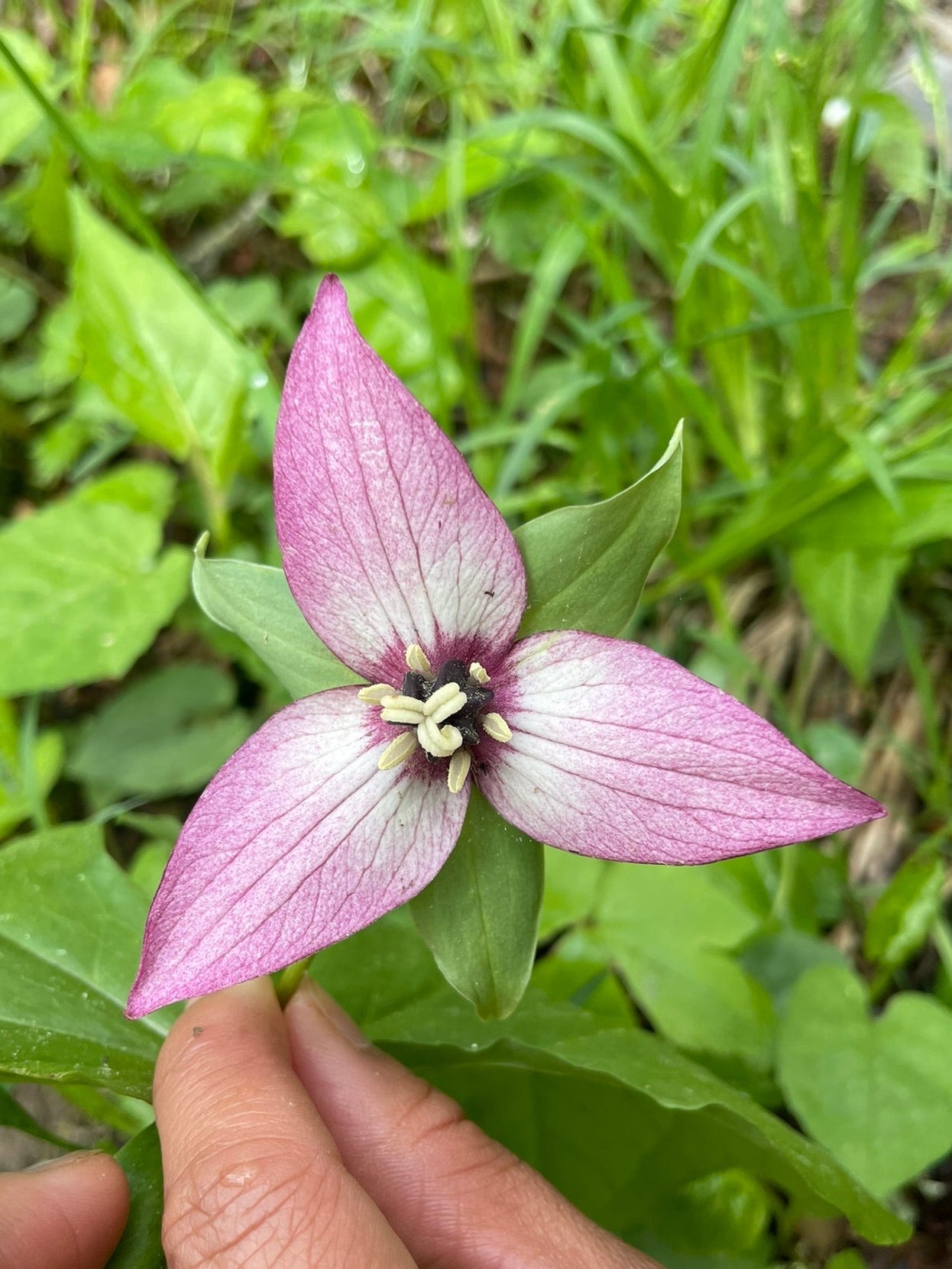 Radiant Trilliums Greeting Card