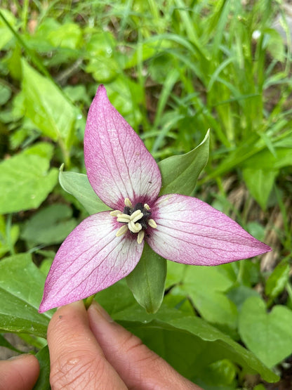 Radiant Trilliums Greeting Card