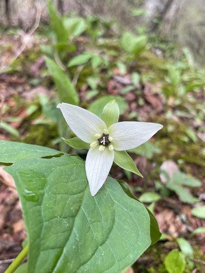 Radiant Trilliums Greeting Card