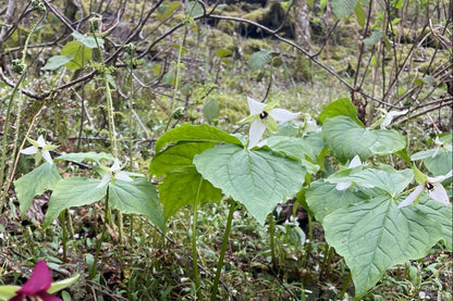 Radiant Trilliums Greeting Card