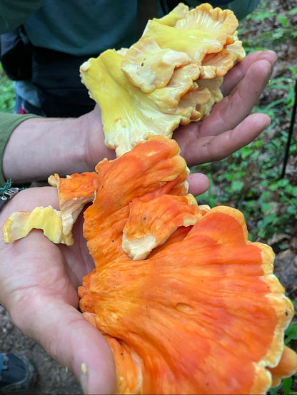 Chicken of the Woods Wooden Earrings