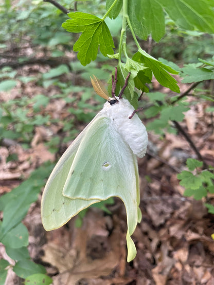 Luna Moth Wooden Earrings