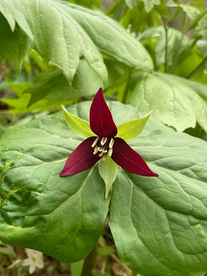 Radiant Trilliums Greeting Card