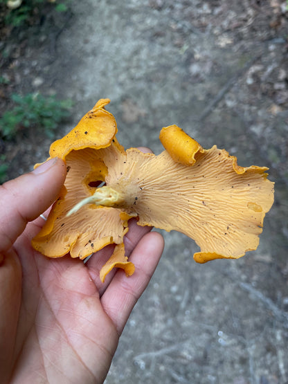 Chanterelle Wooden Earrings