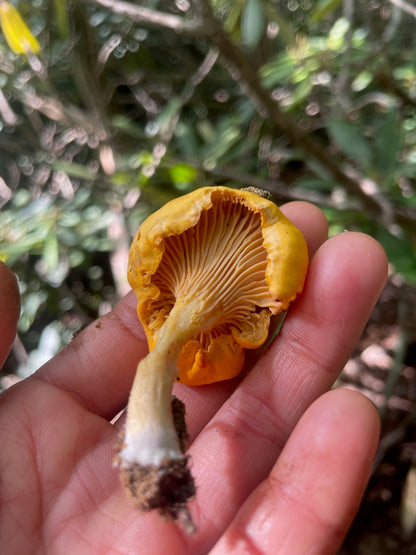 Chanterelle Wooden Earrings